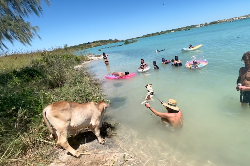 A calf standing on the edge of a lagoon.