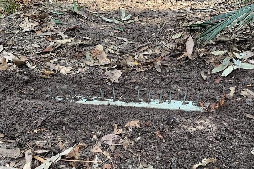 A photo of several nails hammered into a piece of wood, partially buried in dirt, about 10cm long