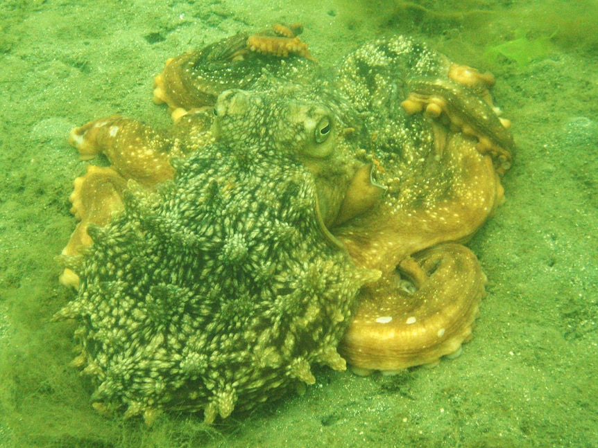 Large octopus on the sea floor