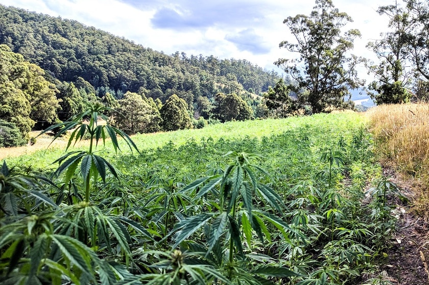 Southern hemp farm ready to produce food products