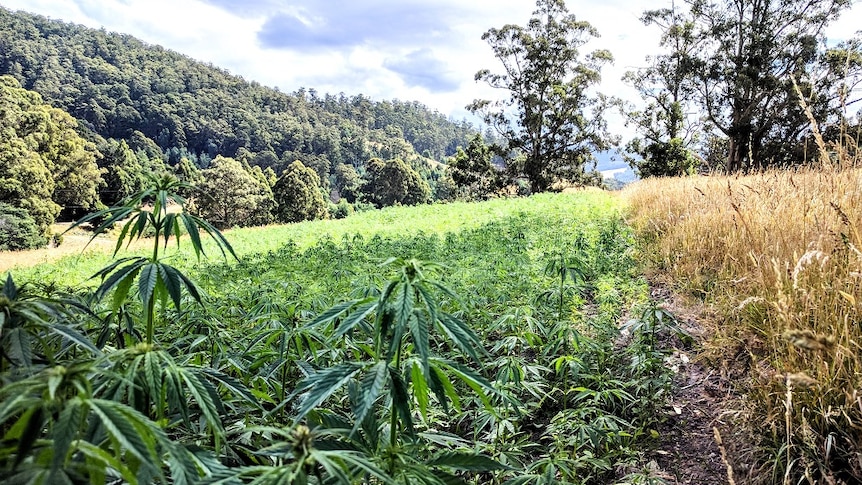 Hemp plants with bush in the background.