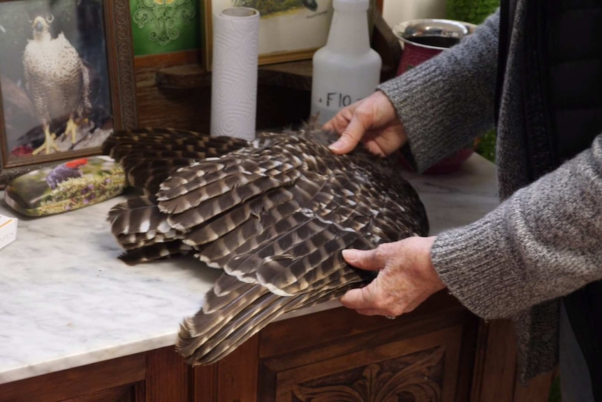 Wedge-tail eagle feathers on a bench