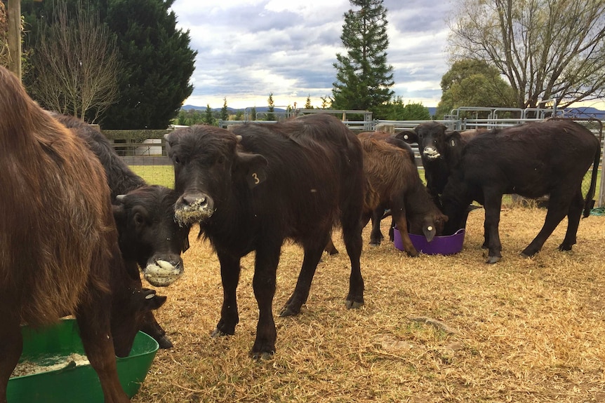 Buffalo on a farm in the Bega Valley