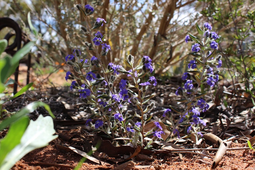 Blue lechenaultia