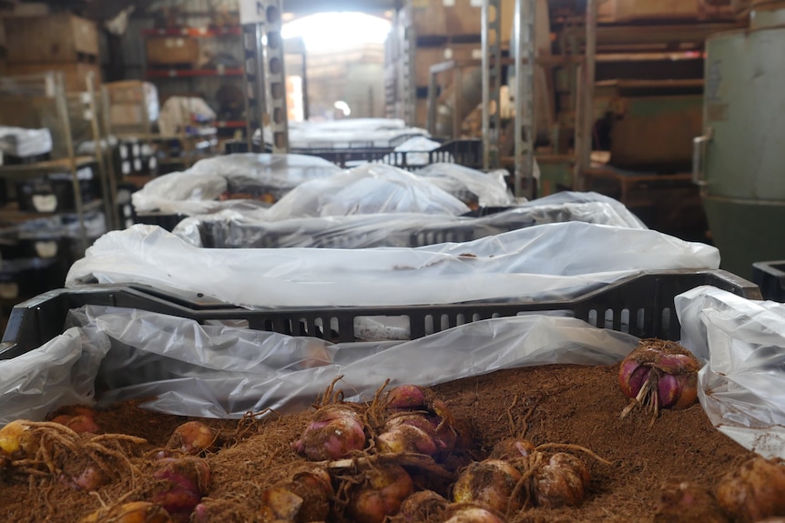 Tulip bulbs in big, dirt filled crates waiting for dispatch