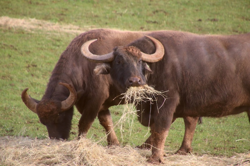 Buffalo eat hay on a farm