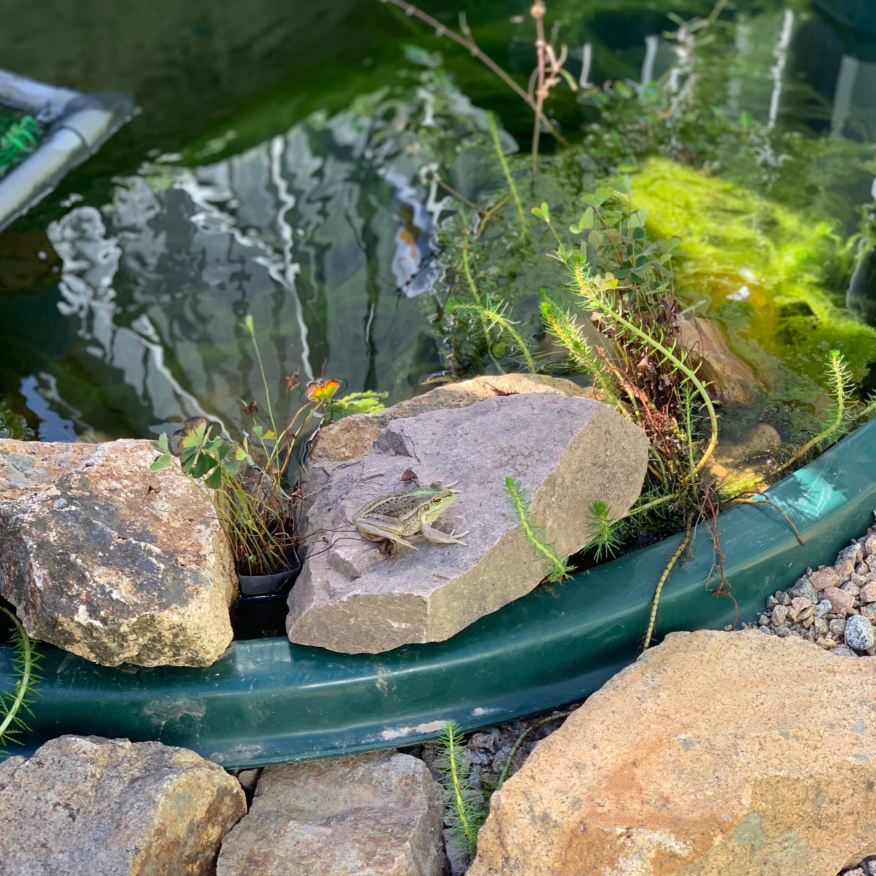 frog sitting on rocks next to pond with pond plants.