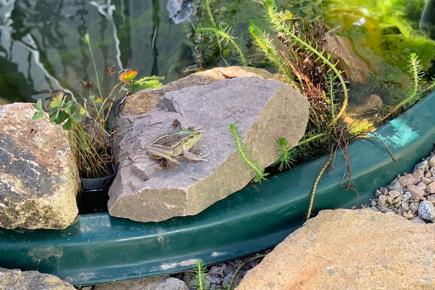 frog sitting on rocks next to pond with pond plants.
