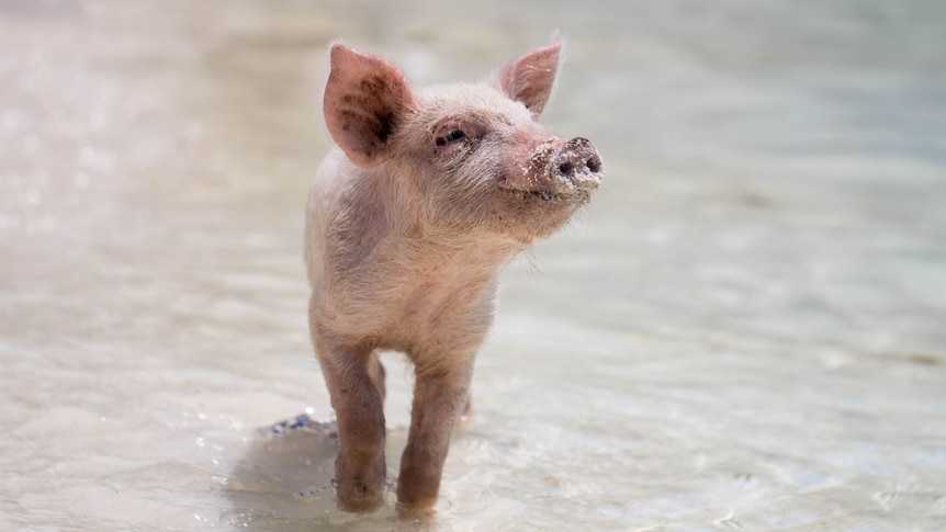 small pink piglet standing in crystal clear water 