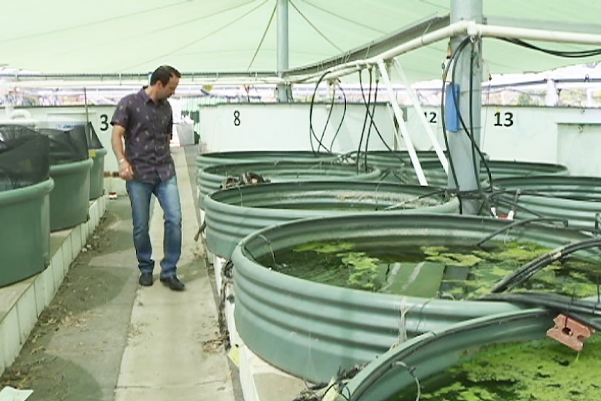 Captive breeding of fish in tanks