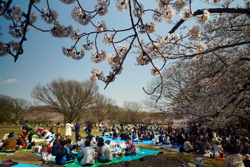 People picnic under the cherry blossom trees in a park