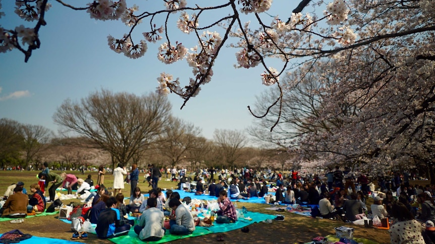 People picnic under the cherry blossom trees in a park