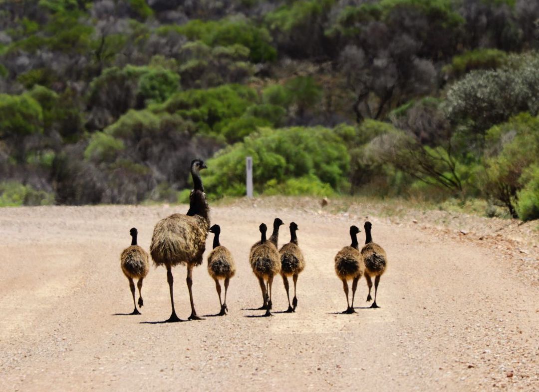 On Drive with Piia; Aboriginal petroglyphs damaged; Could emus come ...