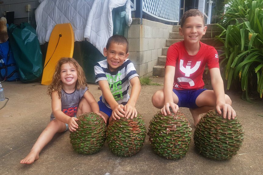 Three children holding four large Bunya cones (which are about the size of a soccer ball)