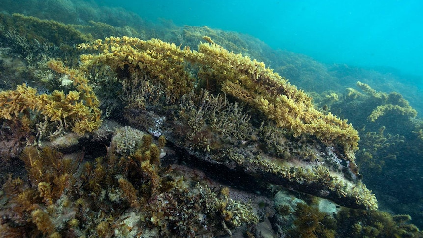 Reef and seagrass carpets the seafloor at Bunurong Marine National Park