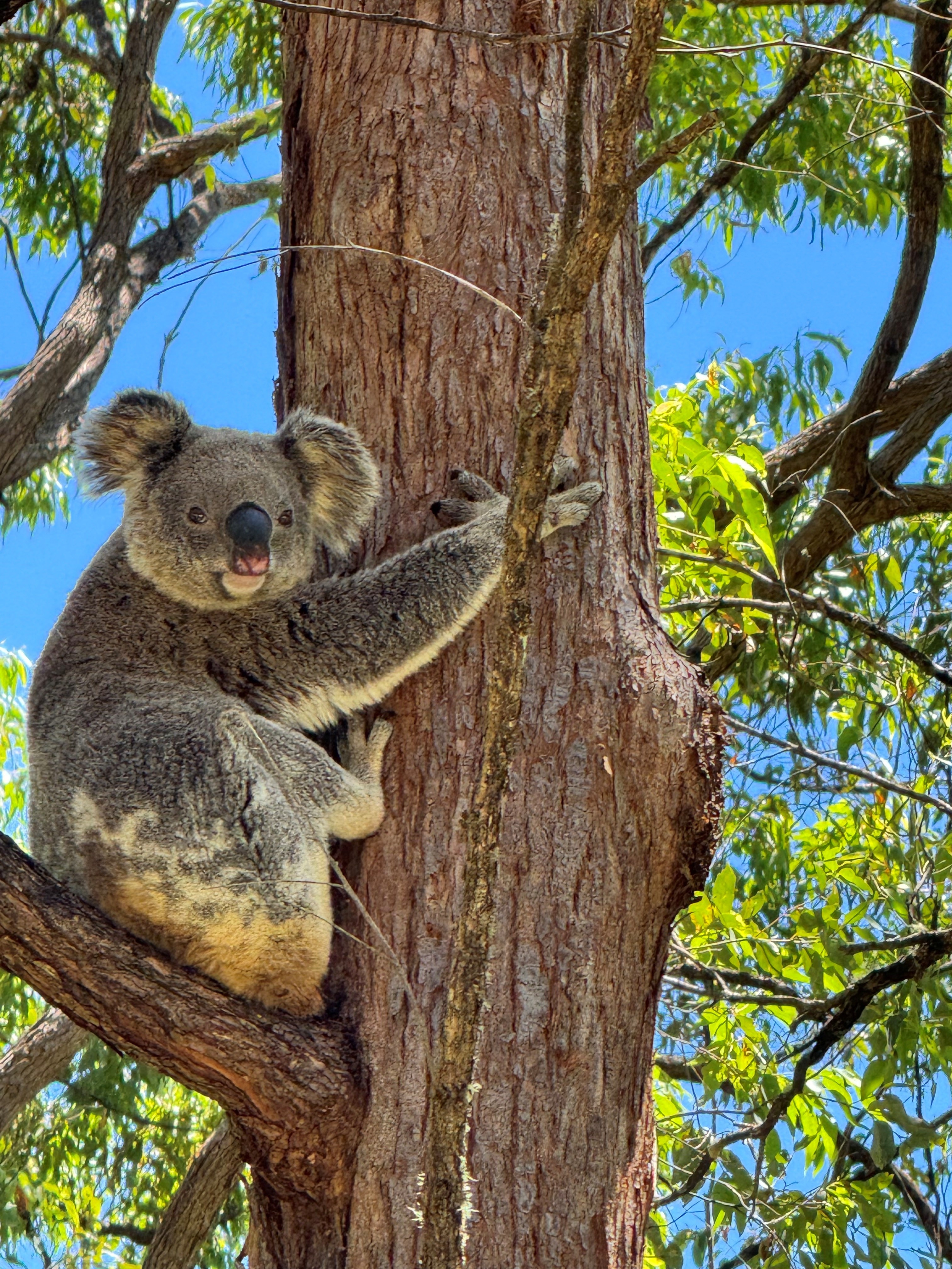 hardwood timber A koala sitting in the fork of a tree, holding on to the trunk.
