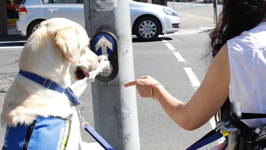 Biscuit pushing the button at the traffic lights for Natasha Street