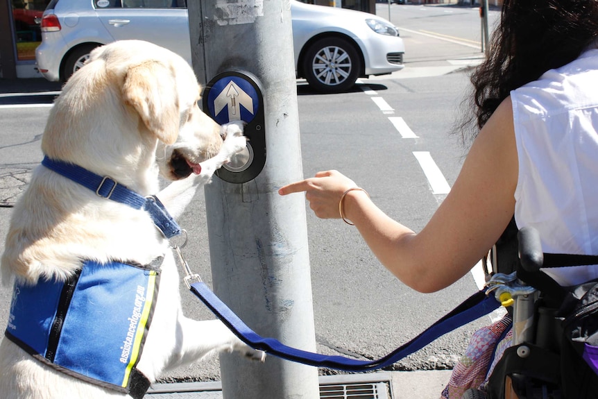 Biscuit pushing the button at the traffic lights for Natasha Street