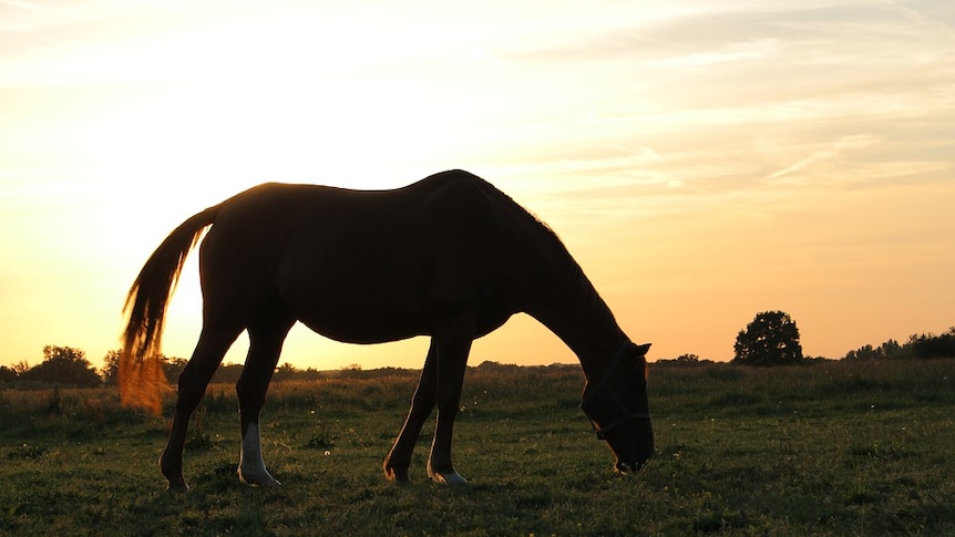 Silhouette of a horse.