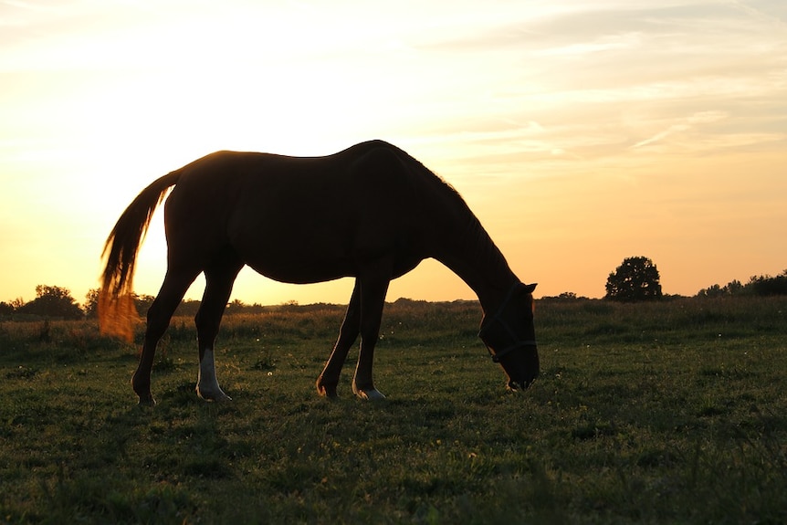 Silhouette of a horse.