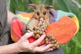 Brushtail possum, wrapped in a colourful checked blanket is fed some grapes by a carer