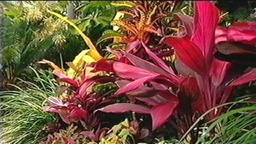 Cordylines - Gardening Australia