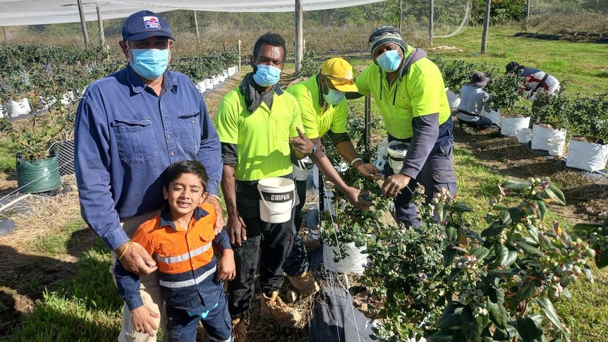A farmer stands with his young son next to a group of pacific island works picking blueberries