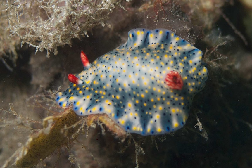 A nudibranch in all its splendour