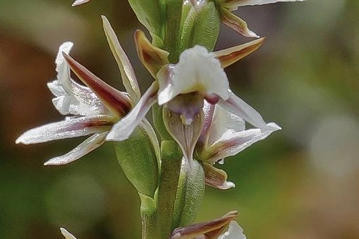 The dainty leek orchid, Prasophyllum amoenum (Photo courtesy Peter Fehre)
