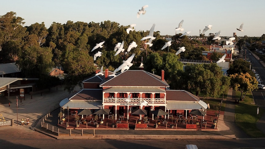 White birds fly over an old 1800s hotel 