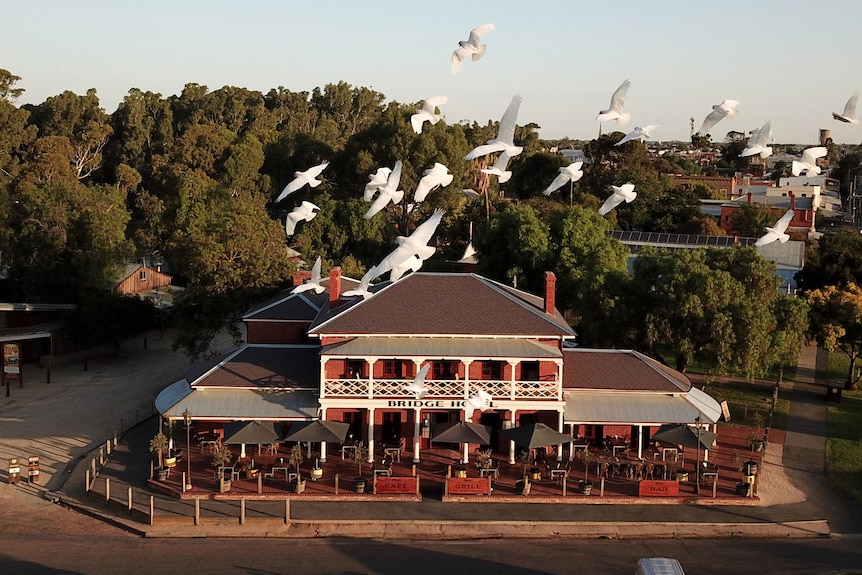 White birds fly over an old 1800s hotel 