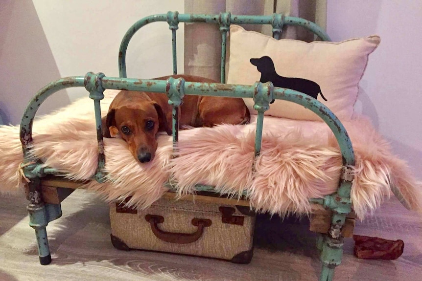 A dachshund laying in a custom made upcycled fancy bed.