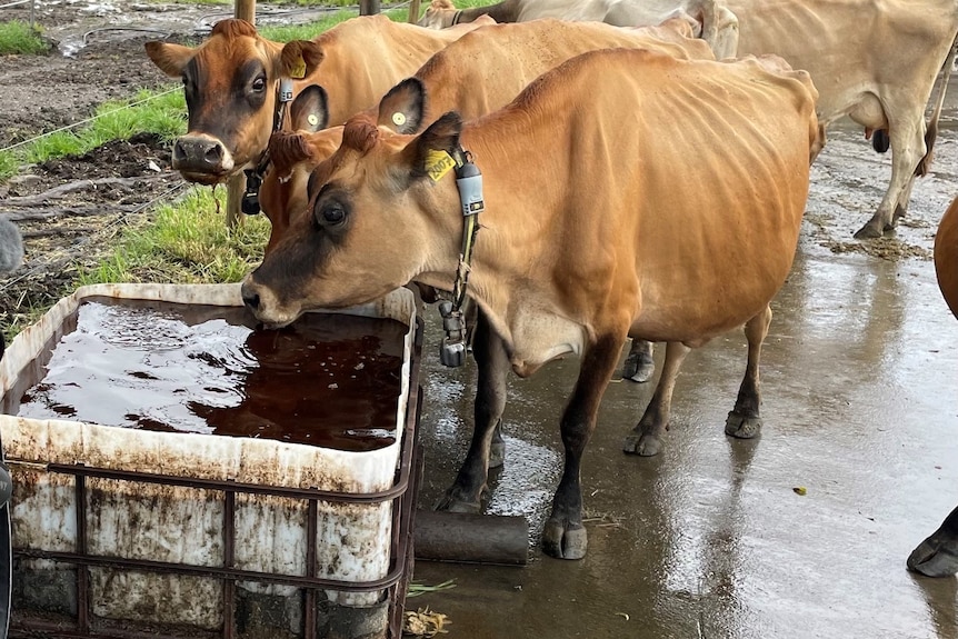 Photo of a cow eating dunder