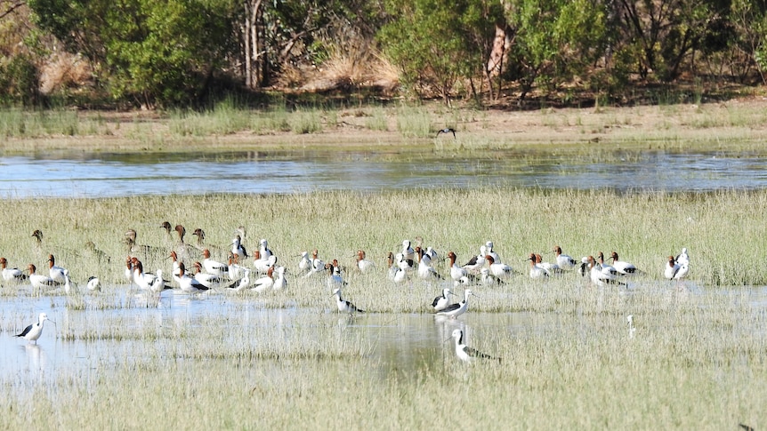 A range, diverse flock of birds.