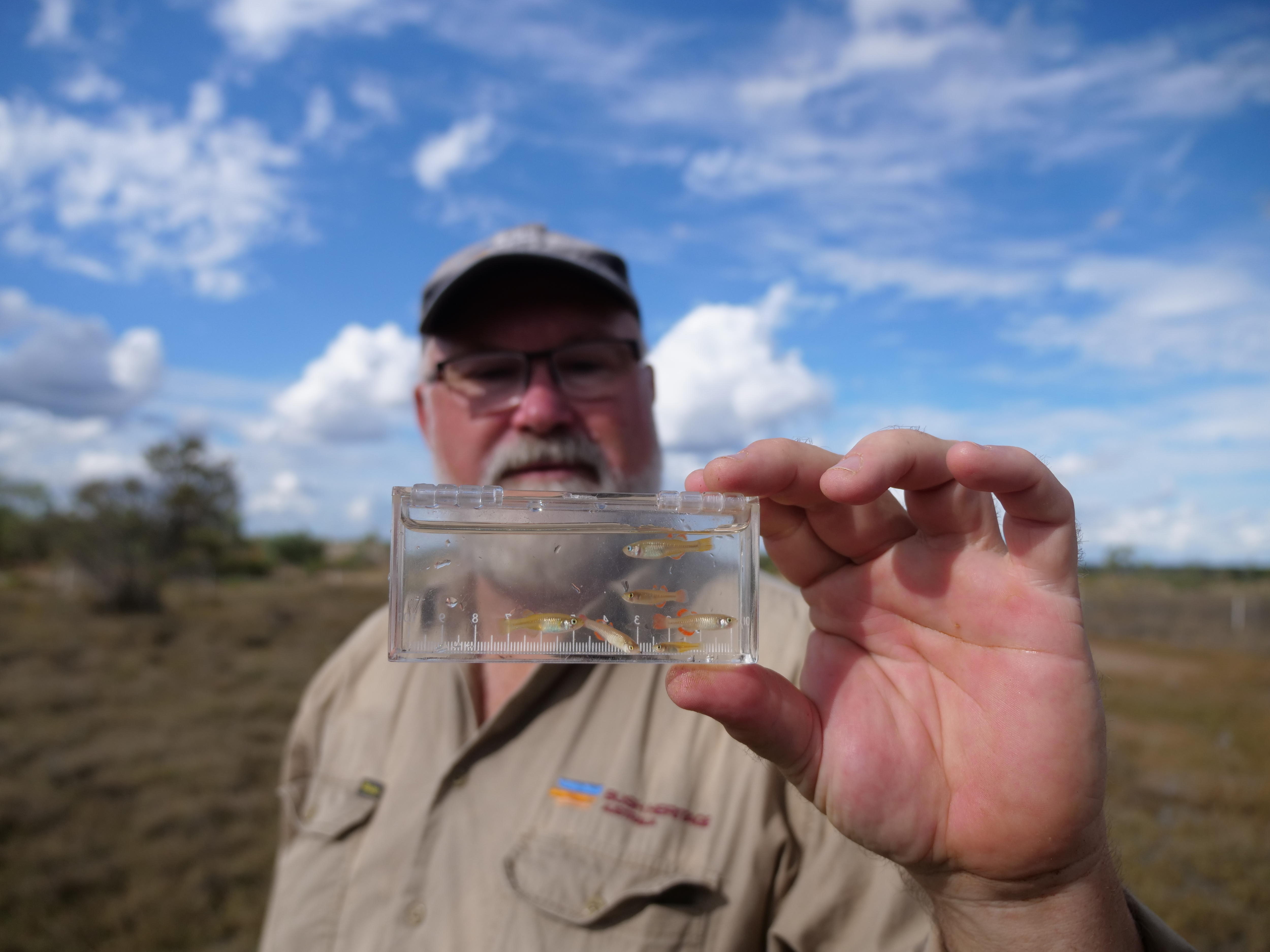 Tiny 'desert' fish found only in Australia narrowly avoids extinction