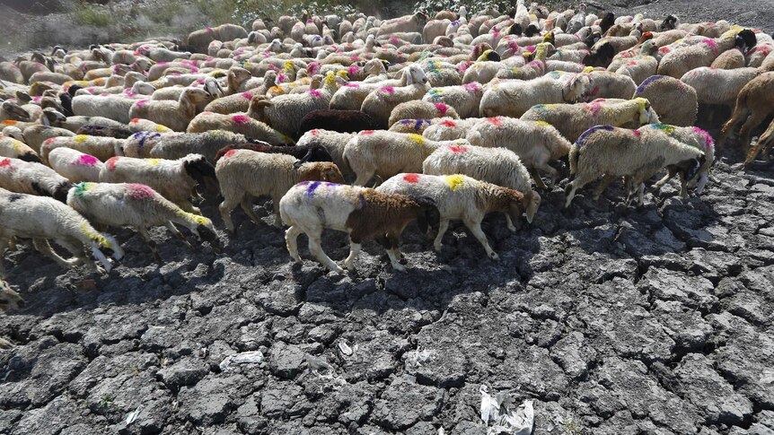 Sheep moving across a dried up pond in India