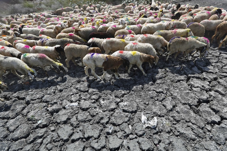 Sheep moving across a dried up pond in India