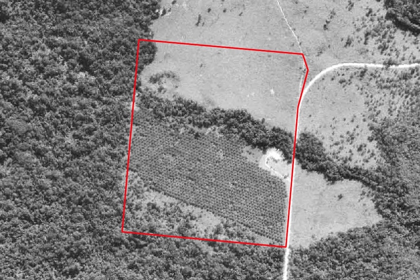 An aerial image of property in 1982 showing palm plantation.