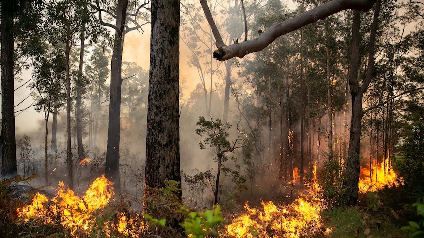 A fire rips through charred landscape in Johns River