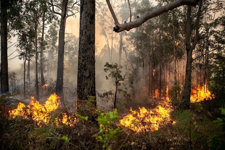 A fire rips through charred landscape in Johns River