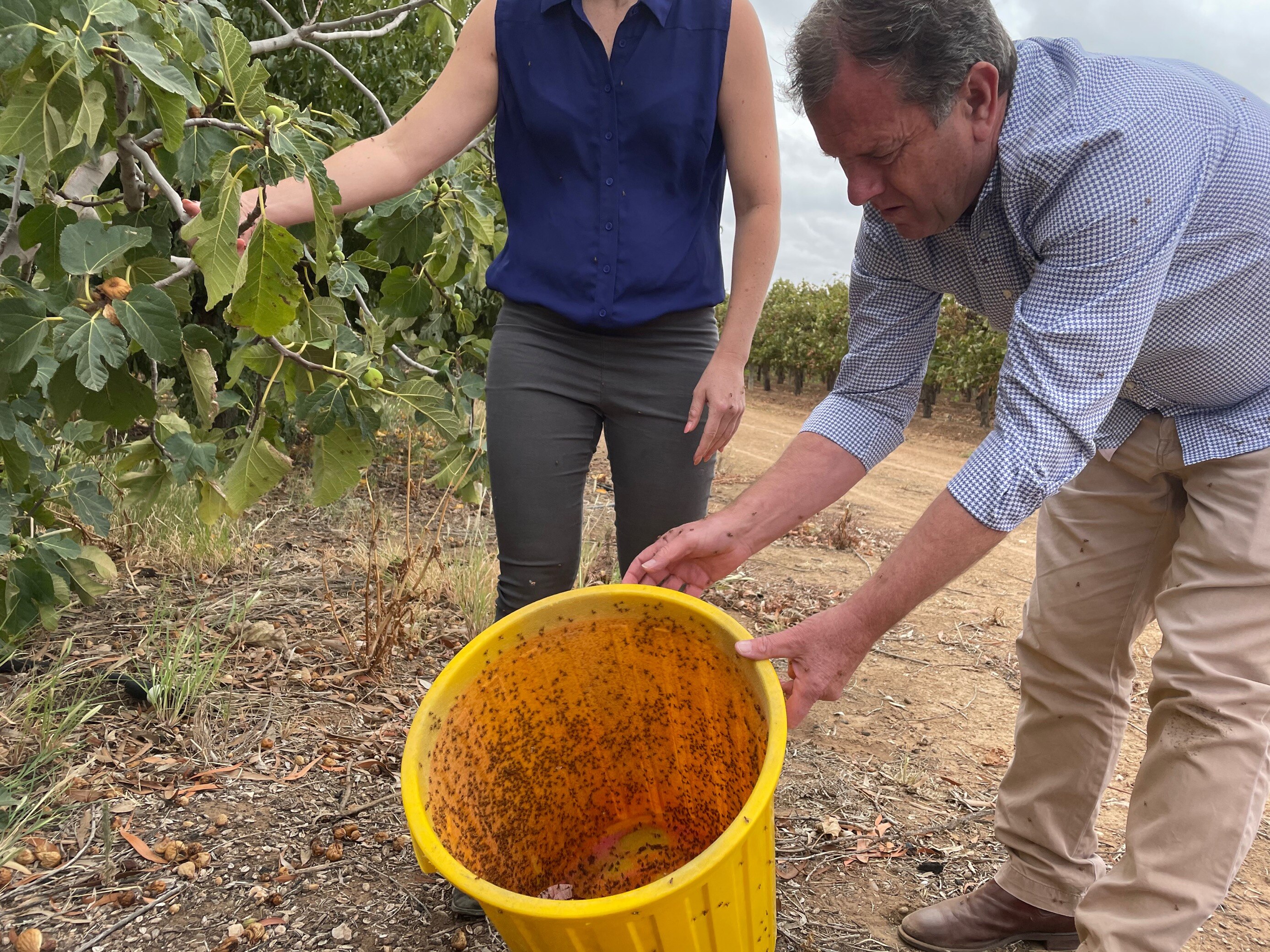 Two people standing outside holding a bucket, getting ready to release sterile fruit flies onto a plant. 