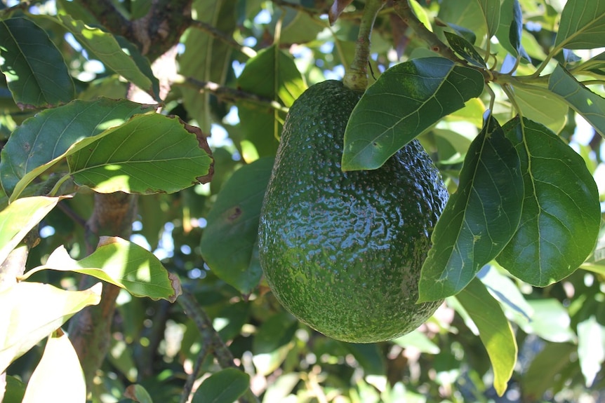 giant avocados on tree