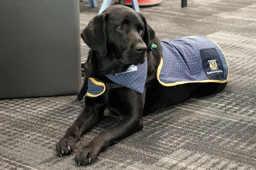 Black labrador with a blue check coat lays on the floor