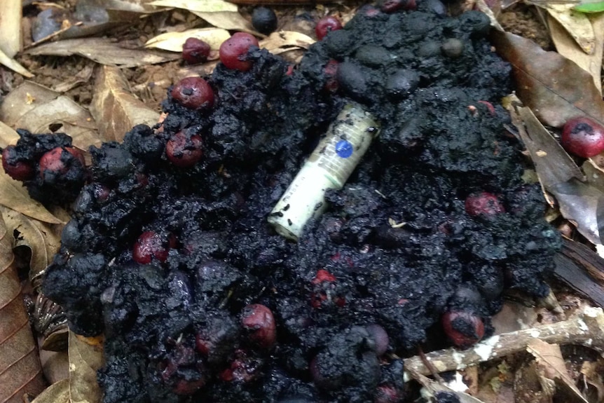 A large pile of cassowary scat with a AA-battery sized data logging device in the middle of it.