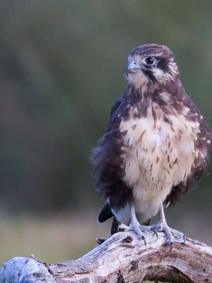 A juvenile brown falcon on Bruny Island