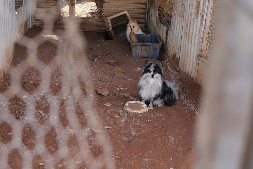 two pomeranian dogs among dirt, corrugated iron and rubbish.