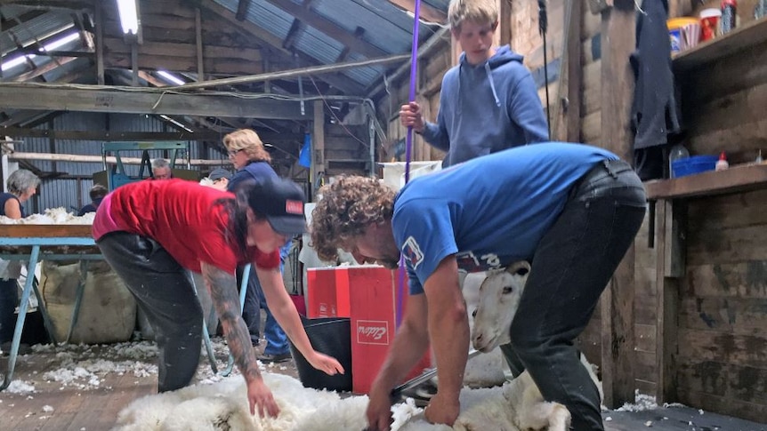Shearers working in a shearing shed