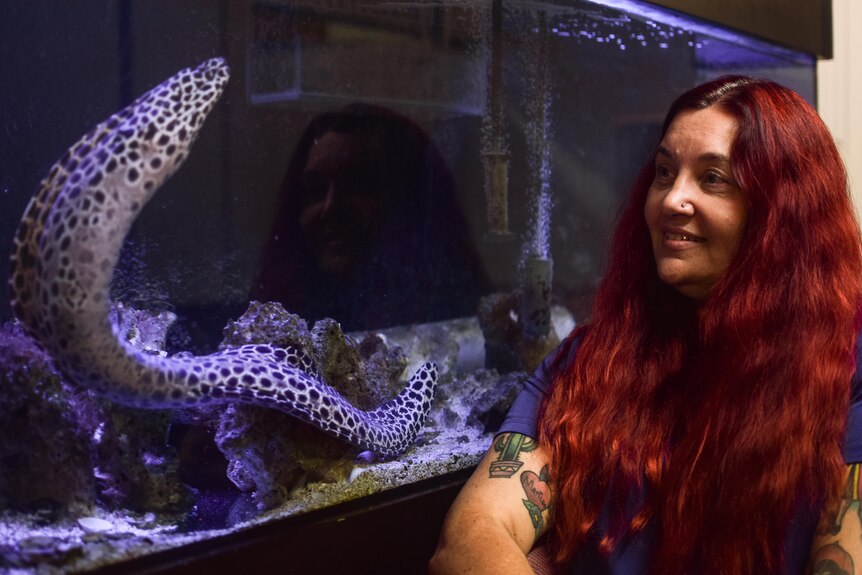 Vinka Connelly-Lawrence looking into a UV-lit fish tank with a large spotted eel winding up the glass. 
