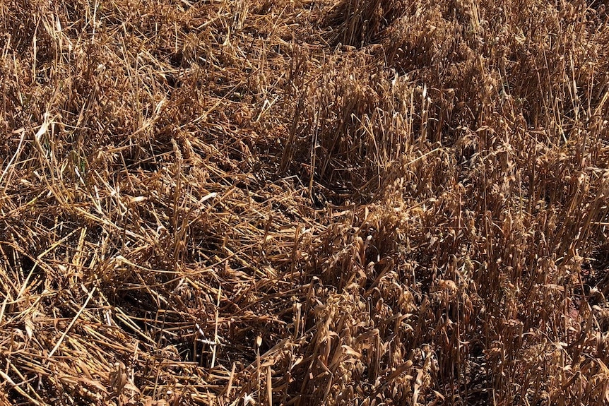 An oat crop which has been partially flattened by hail.