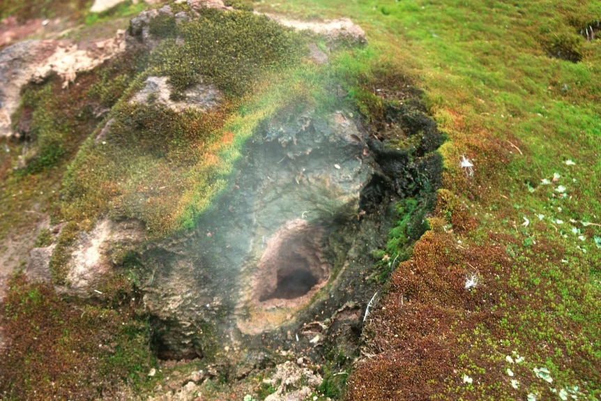 Volcanic steam rises out of a fumarole on the Antarctic South Sandwich Islands.